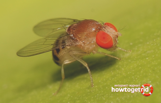Photo of Drosophila