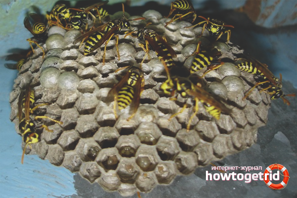 Photo of a wasp nest