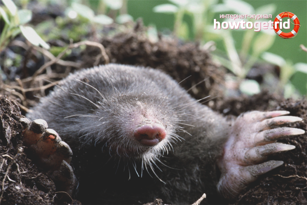 How to get rid of moles