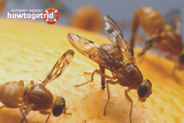 How to get rid of midges