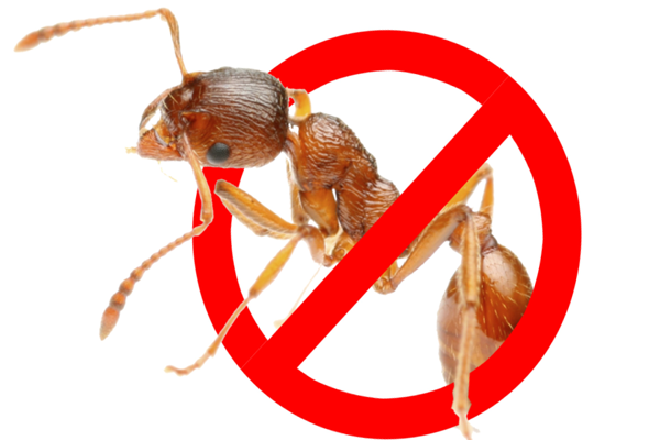 Folk methods of getting rid of ants