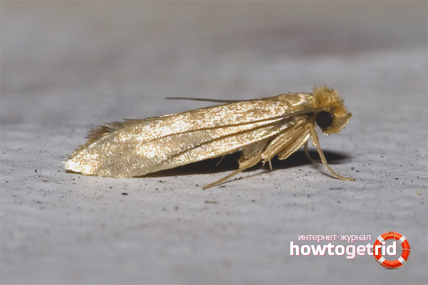 How to get rid of food moth