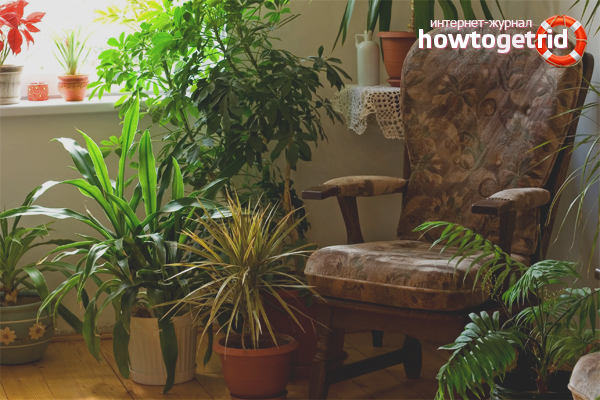 Shade-loving indoor plants