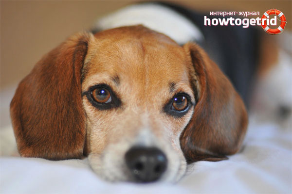 What to do if a dog rumbles in his stomach