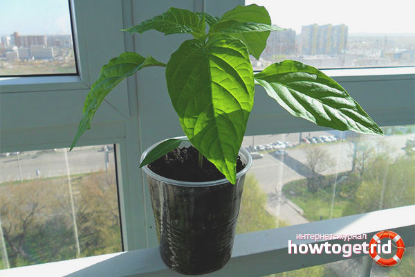 Ideal conditions for seedlings of pepper