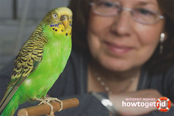 How to quickly teach a parrot to talk