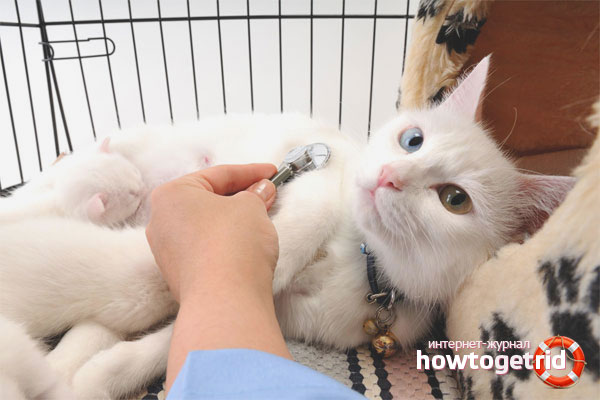 How can a cat measure temperature without a thermometer