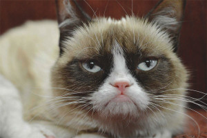 How to measure the temperature of a cat