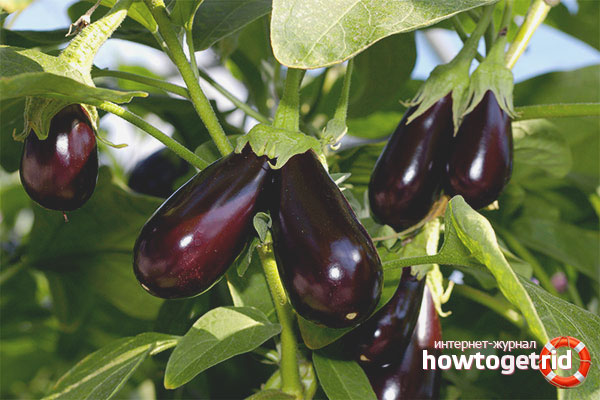 How to grow eggplant seedlings