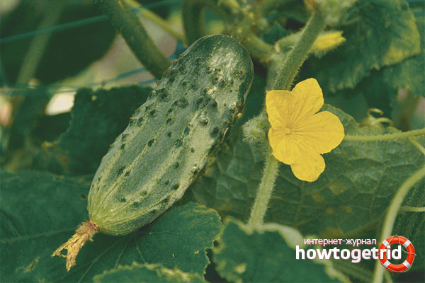 How to grow seedlings of cucumbers