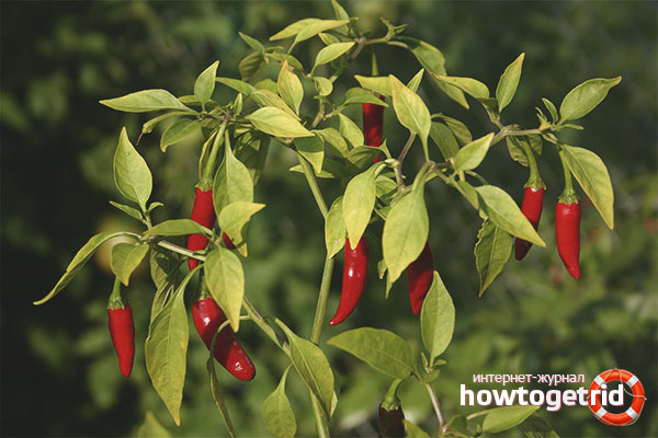 How to grow pepper seedlings