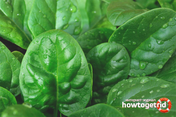 How to grow spinach in a garden