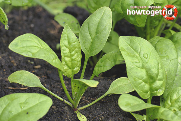 Spinach Care Features