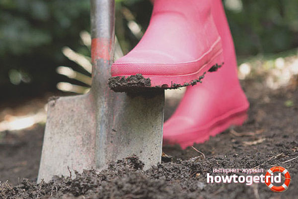 Soil preparation for barberry