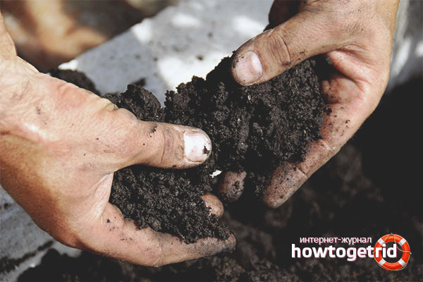 Soil recipes for strong pepper seedlings