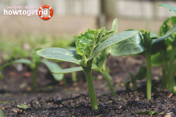 Recommendations for growing cucumber seedlings