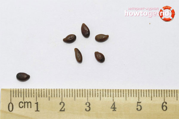 Barberry seeds
