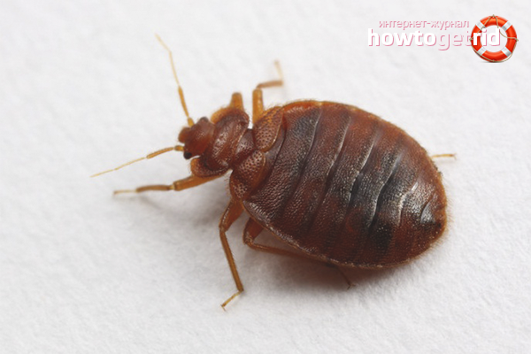 How to get rid of bedbugs