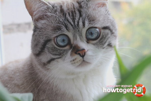 How to wean a cat to shit anywhere