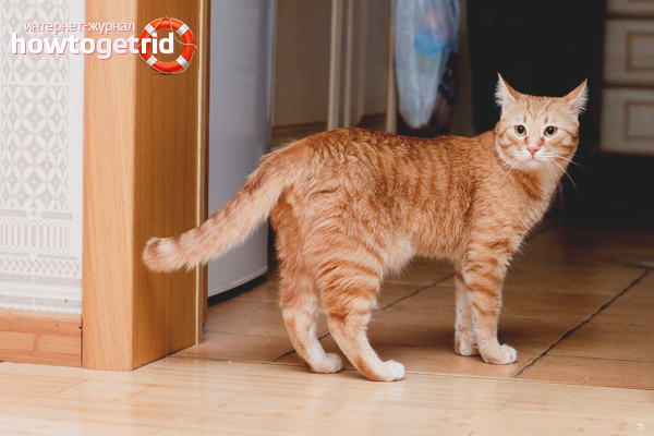 How to wean a cat to crap all over the apartment