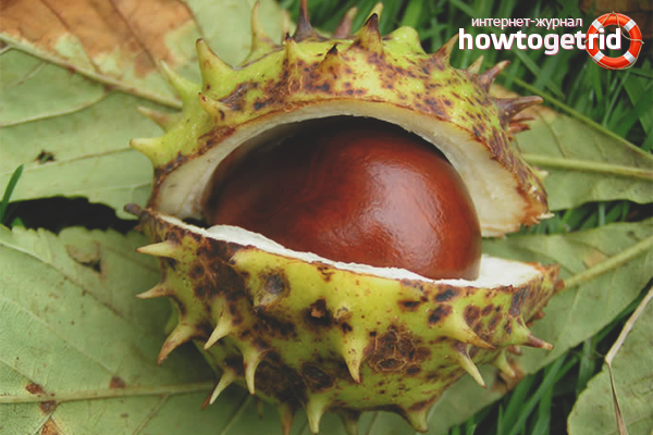 Châtaigne pour prostatite