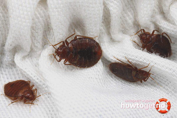 Folk ways to get rid of bedbugs