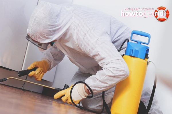 Professional disinfection of premises from bugs