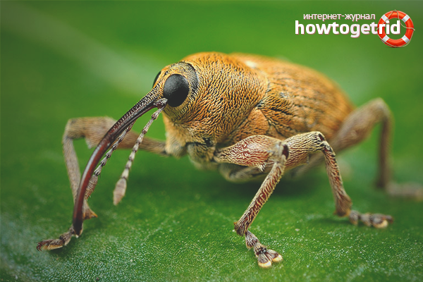 What to do with weevils in the garden