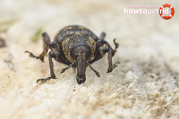 How to deal with weevils in the kitchen