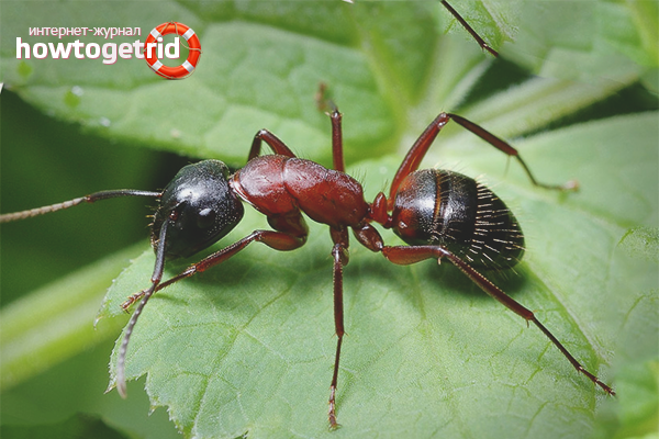 How to deal with ants in a flower pot