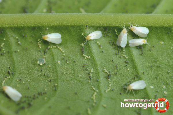 How to get rid of whiteflies
