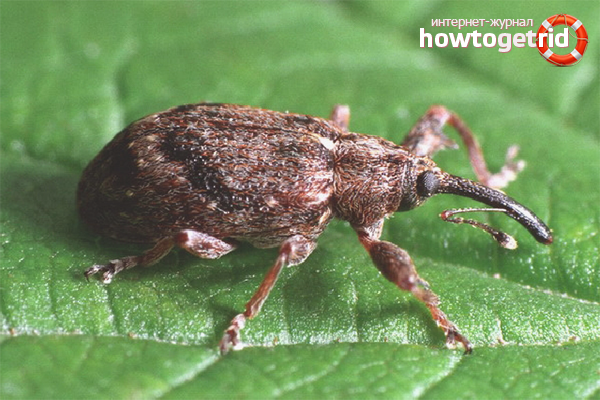 How to get rid of weevils