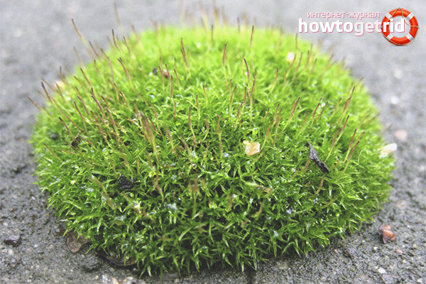 How to get rid of moss on the lawn