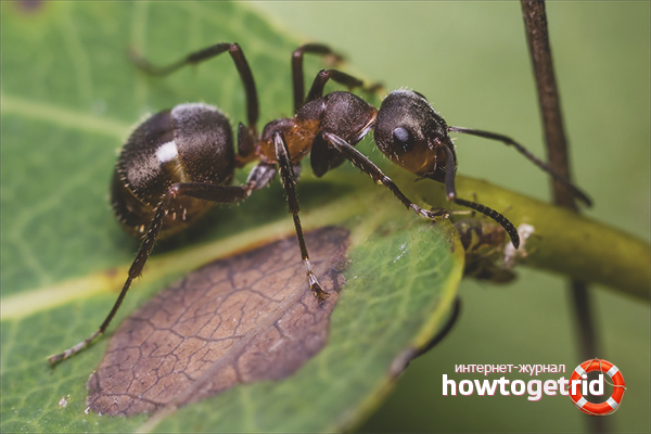 How to get rid of ants in a flower pot
