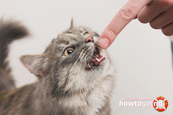 How to wean a kitten to release claws and bite