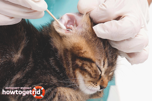How to brush a kitten's ears