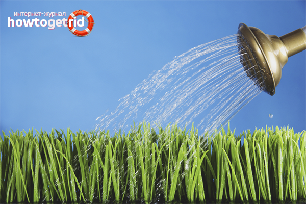 How to water begonia