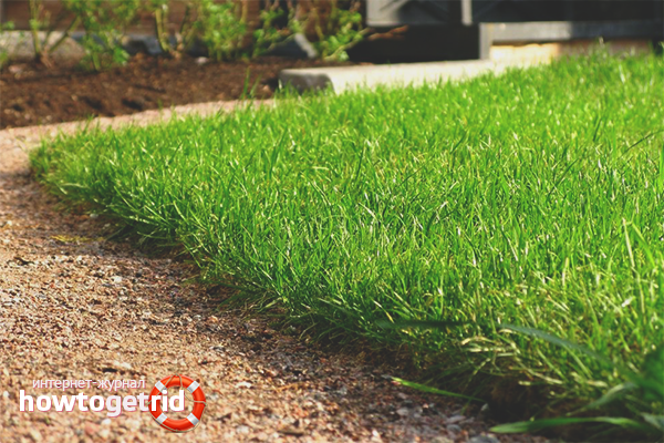 How to plant lawn grass