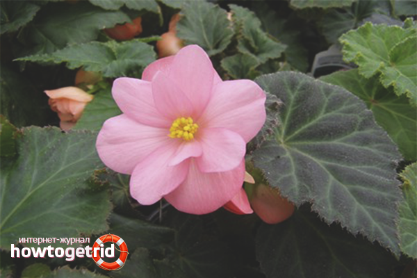 How to care for begonias