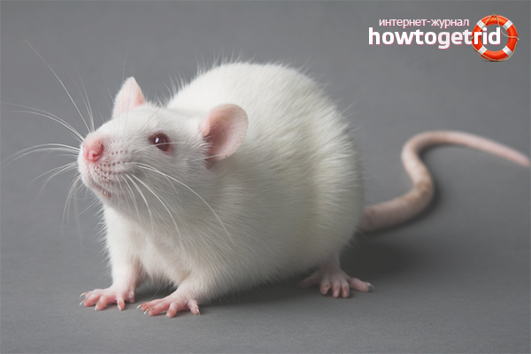 How to care for a rat