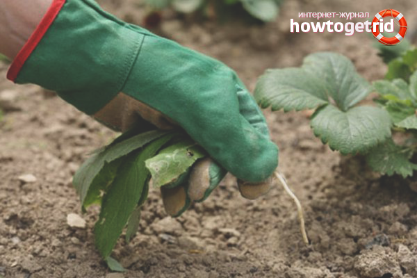 Folk remedies for weed control