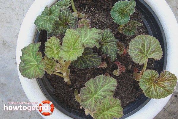 Begonia planting
