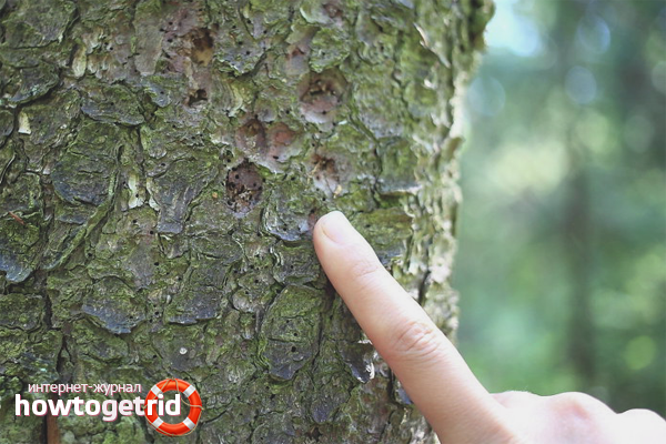 Signs of bark beetle