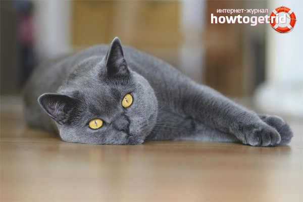 Caring for a pregnant cat