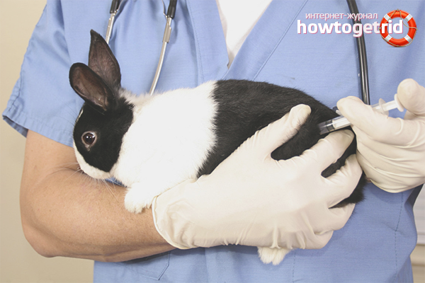Vaccination and treatment of rabbits