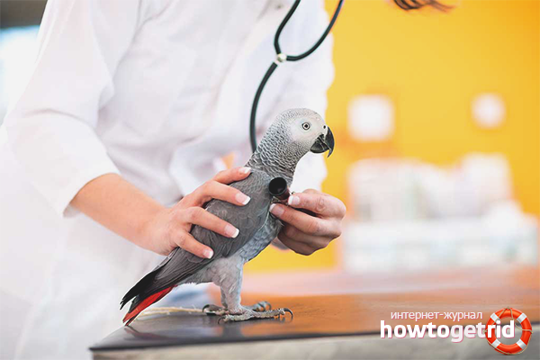 Parrot diseases