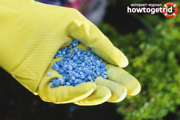 How to feed tulips for better growth and lush flowering