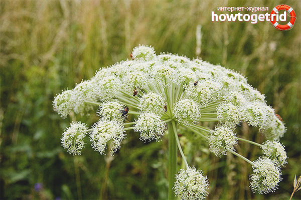 How to get rid of hogweed