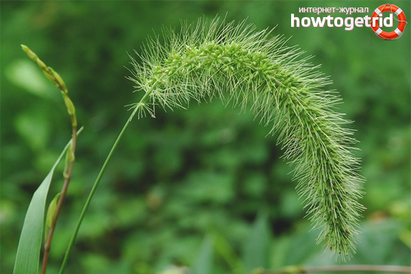 How to get rid of wheatgrass