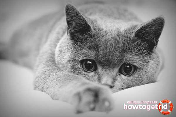 How to get rid of ear mites in a cat